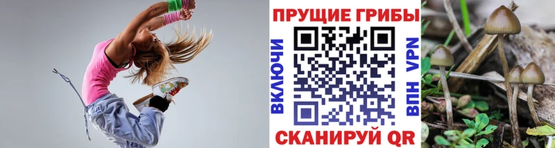 Купить где  Щучье  Псилоцибиновые грибы Cubensis 